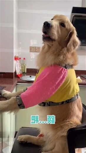 金 動物